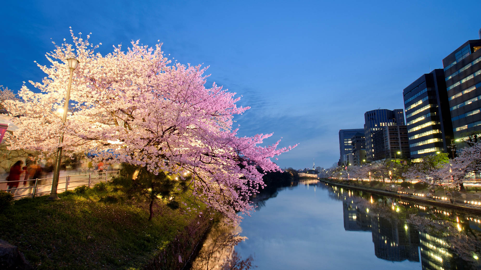 那珂川桜