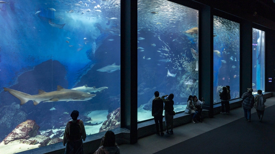 【マリンワールド海の中道】3万匹の海の生き物を展示しています。当館より車で30分 ／電車で60分。