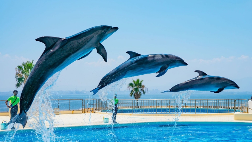 【マリンワールド海の中道】3万匹の海の生き物を展示しています。当館より車で30分 ／電車で60分。