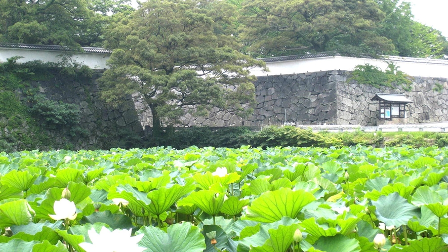 【福岡城跡】春は桜の名所、秋は紅葉の名所として人気のスポットに。当館より車で15分 ／電車で約20分