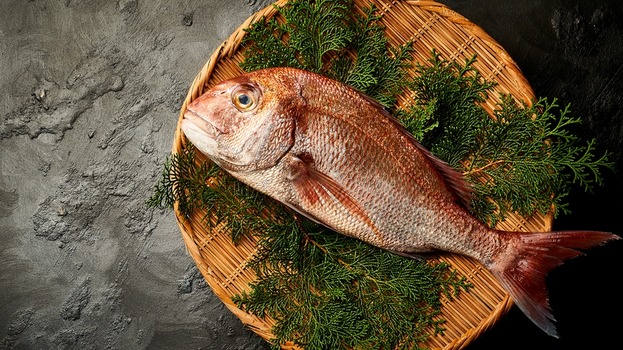 【こだわりの食材-鯛】縁起の良い魚としても称される「鯛」お刺身・焼物などその味わいをご堪能下さい