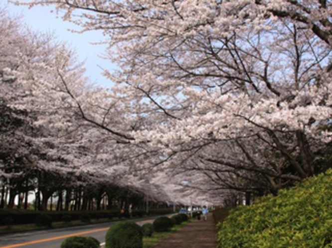 桜満開の農林団地