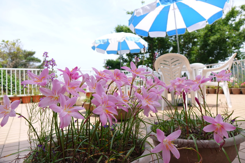 テラス　花とパラソル