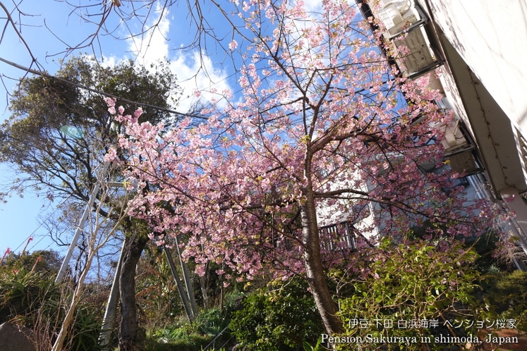桜家の庭　河津桜と空