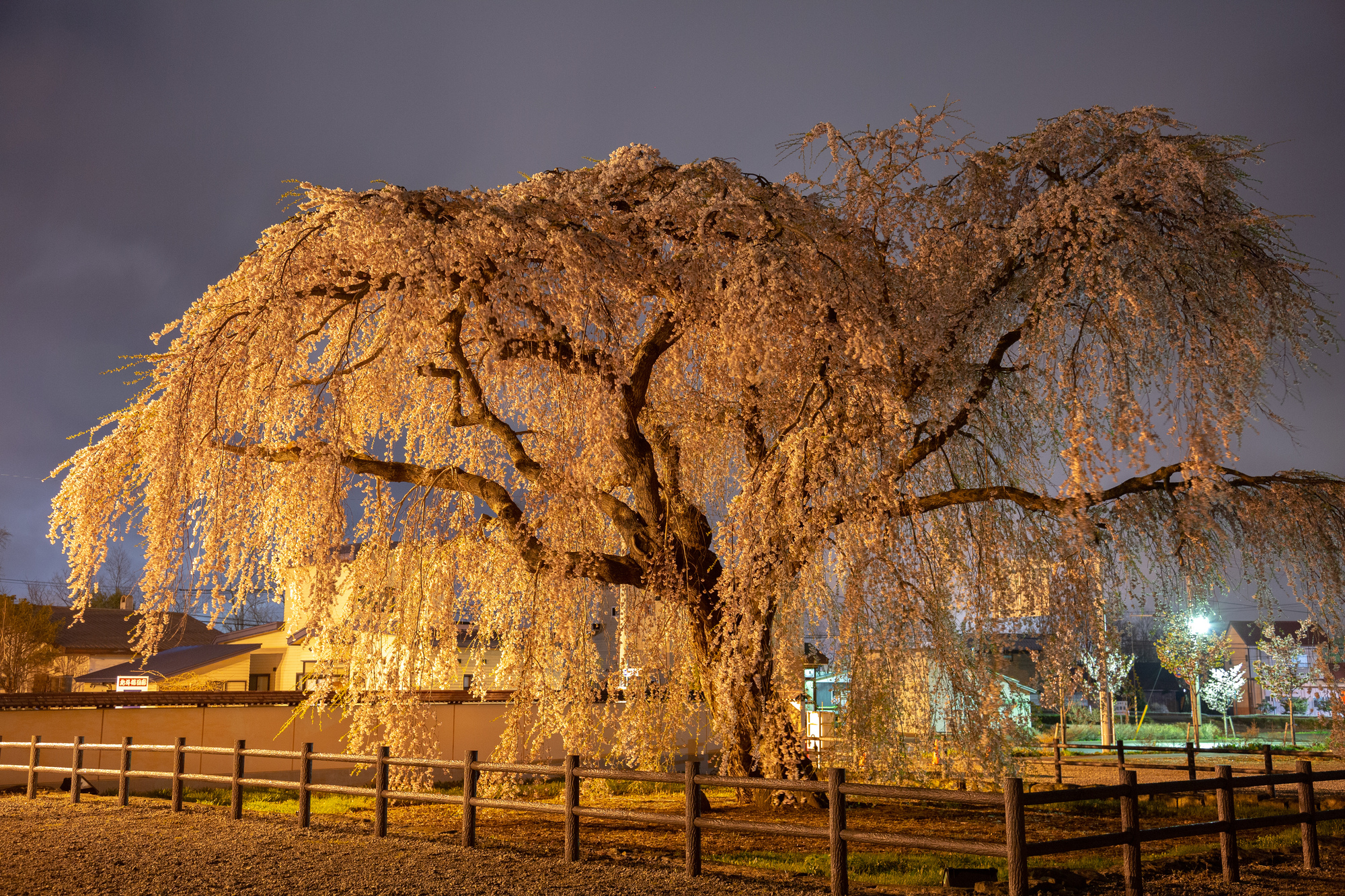 法亀寺の枝垂れ桜　夜桜