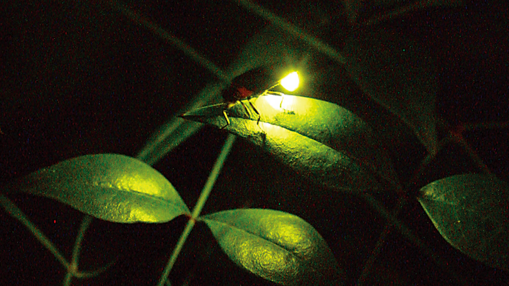 【ホタル】初夏の夜空を明るく照らします