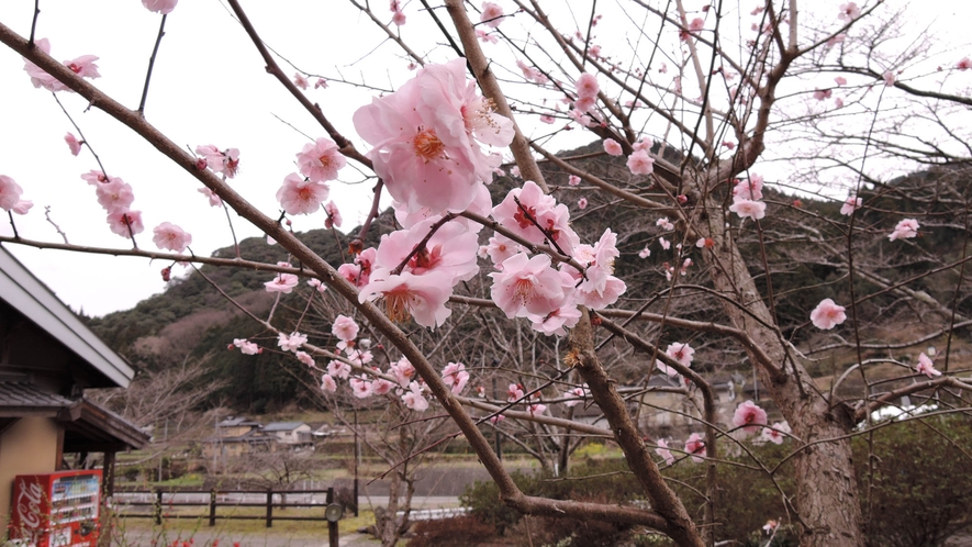 *【周囲の風景・春】