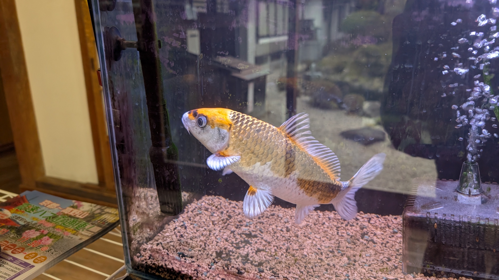 *水槽飼いの錦鯉「ソフィア」