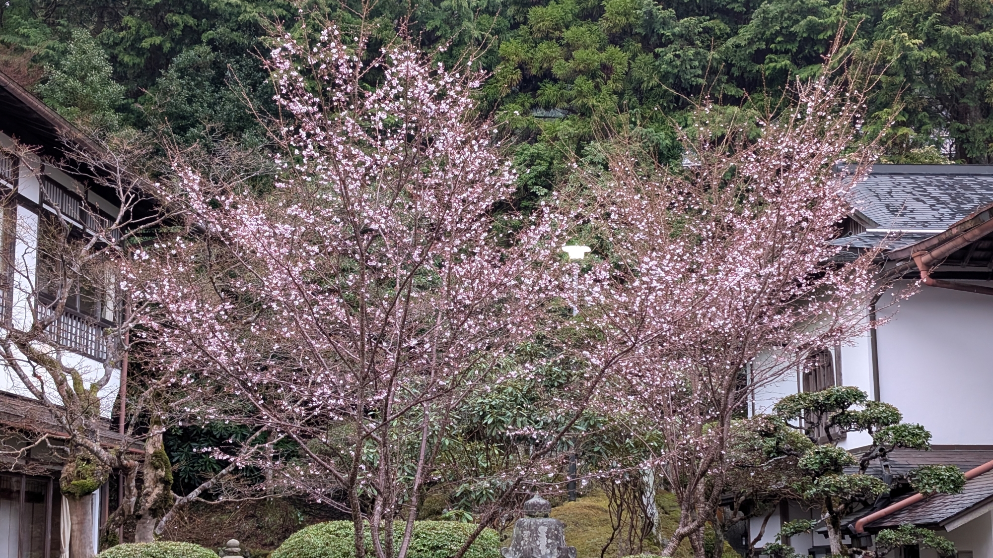 *中庭/四季の移ろいが美しい庭園（春）