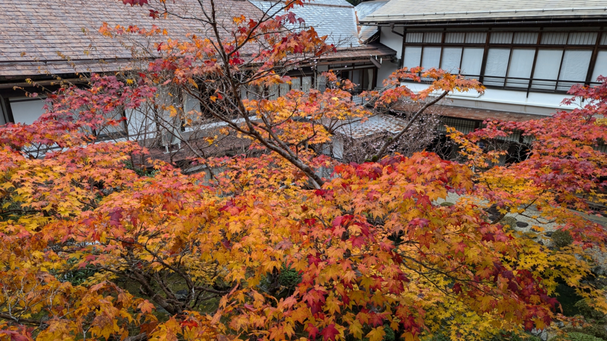 *中庭/四季の移ろいが美しい庭園（秋）