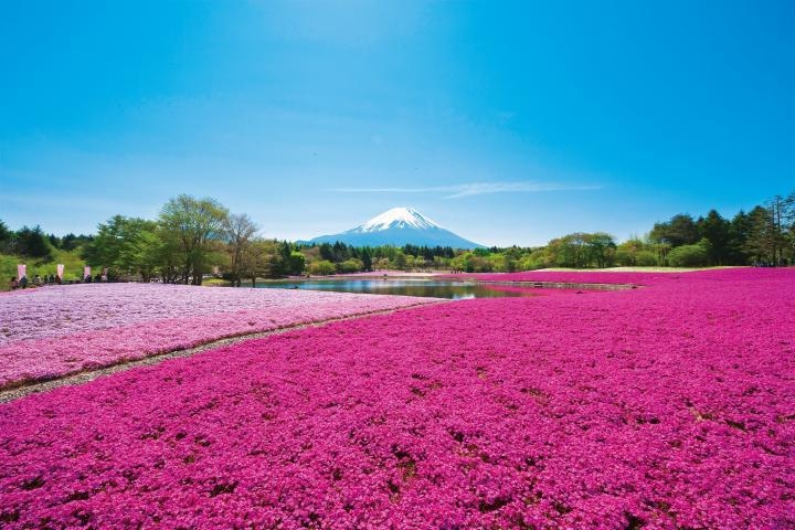 【期間限定】富士芝桜まつり入場券付　1泊朝食
