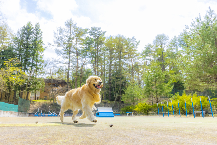 【60日前予約・最大15％OFF】愛犬とアーリーサマーステイ｜プール無料＆お子様半額／1泊朝食付