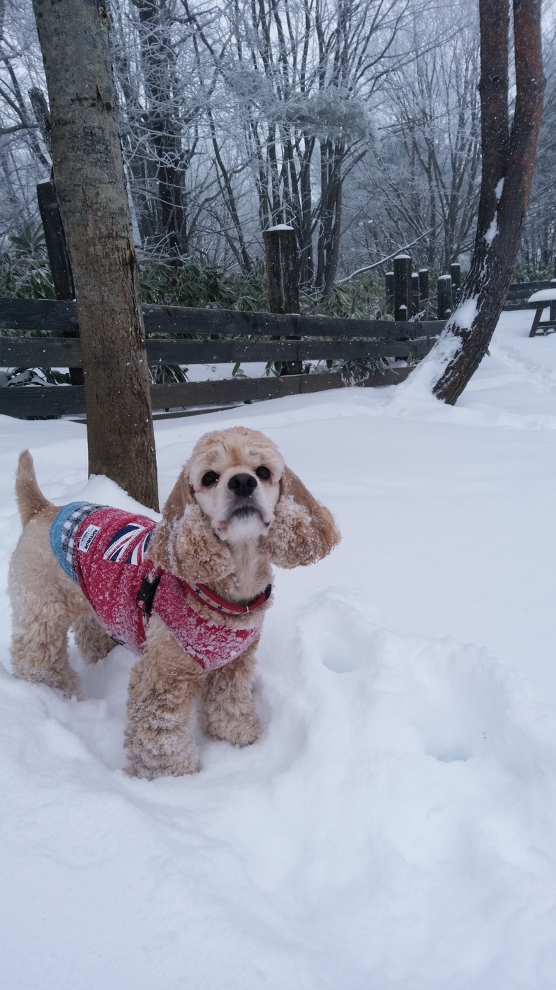 ｄｏｇコテージ ｊａｍ ｓ ｗａｎ 宿泊プラン一覧 楽天トラベル