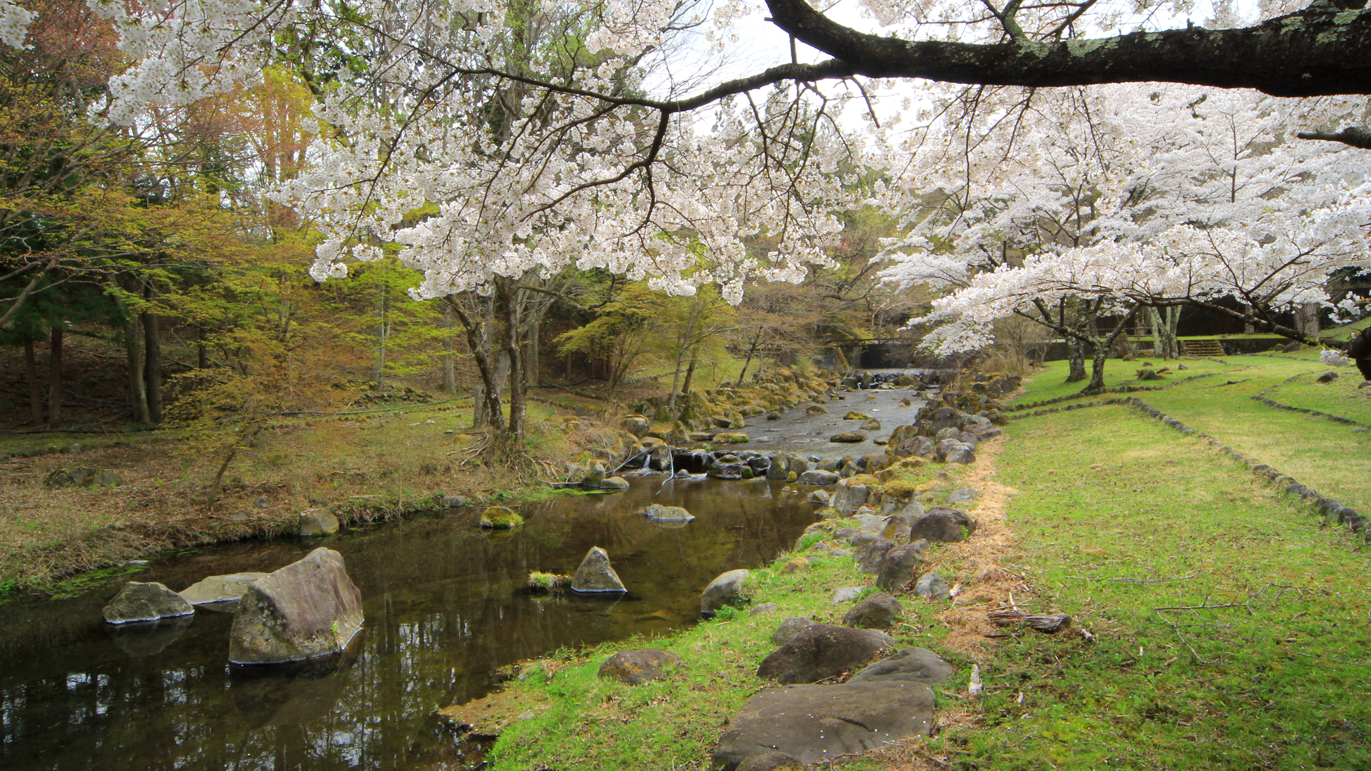 #春の景色　やまなみ荘の前を流れる箒川は桜並木が連なります。　