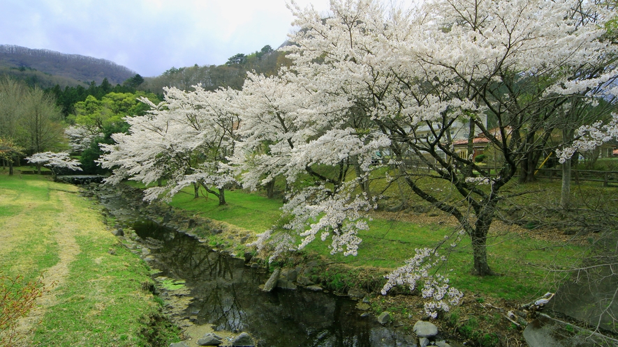 #春の景色　やまなみ荘の前を流れる箒川は桜並木が連なります。