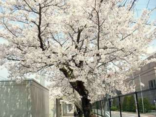 春　近所の小学校の桜が咲き乱れます