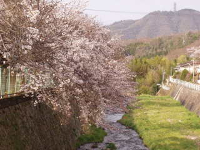 有馬川の桜