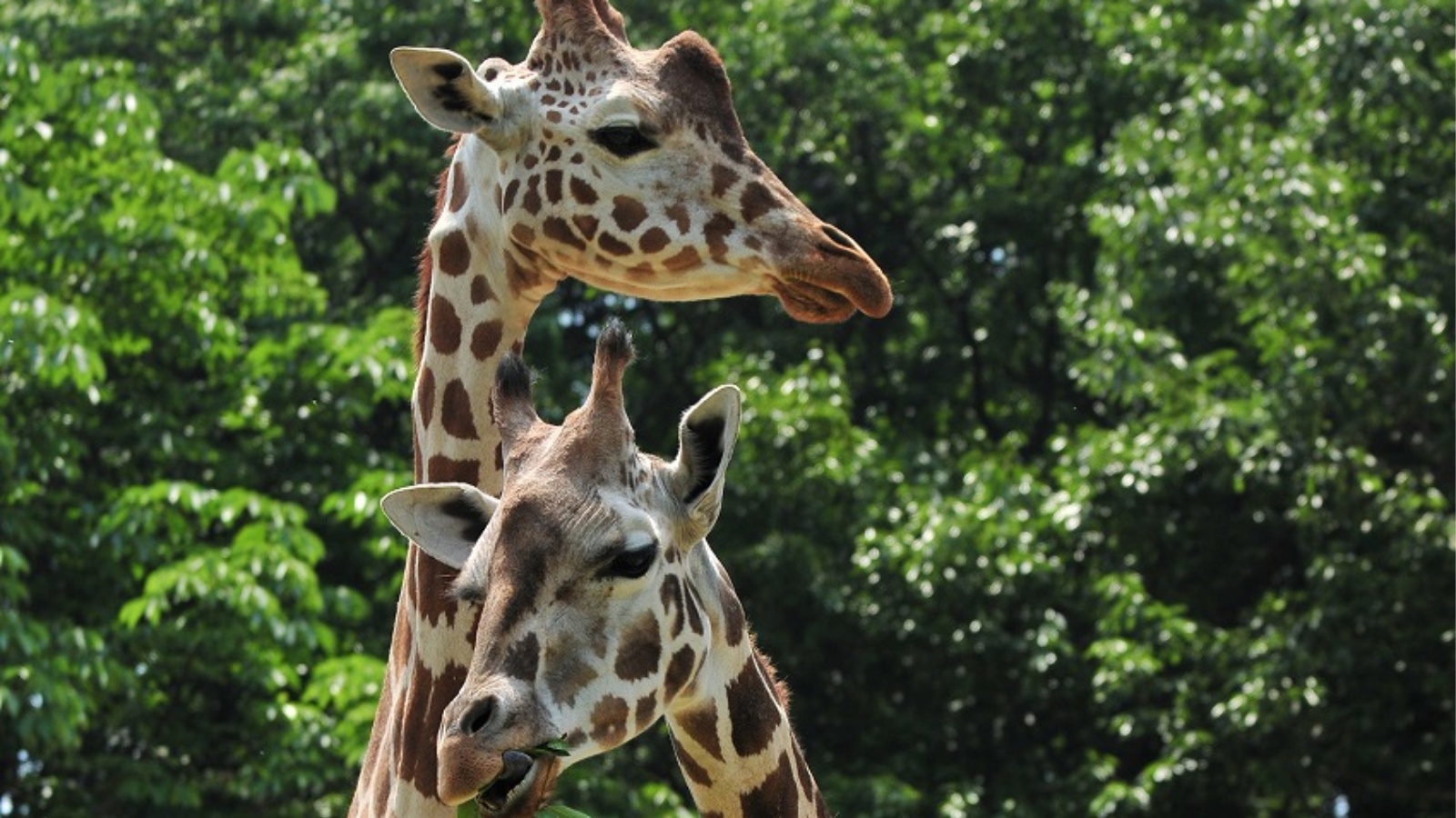 【東山動植物園GO！GO！プラン】入園券など嬉しい4大特典付★＜ヘルシー御膳＞