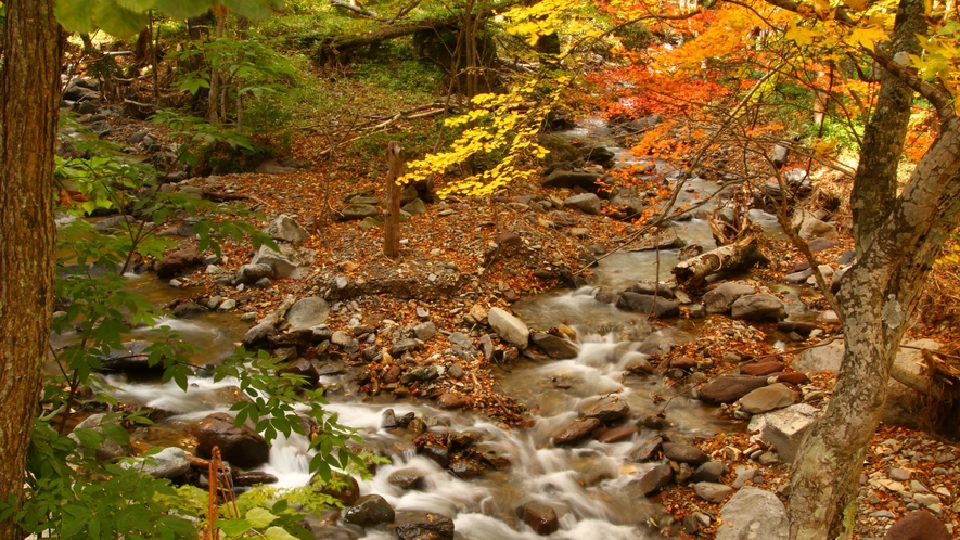 混浴露天「仙郷の湯」の間近を流れる川と紅葉