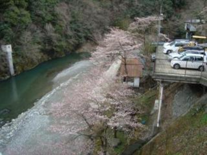 桜風景