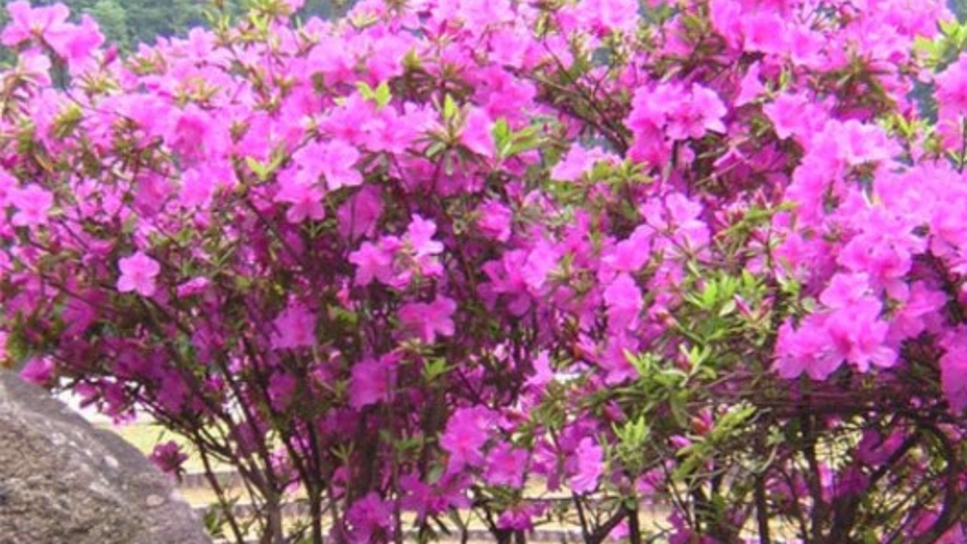 季節の花木