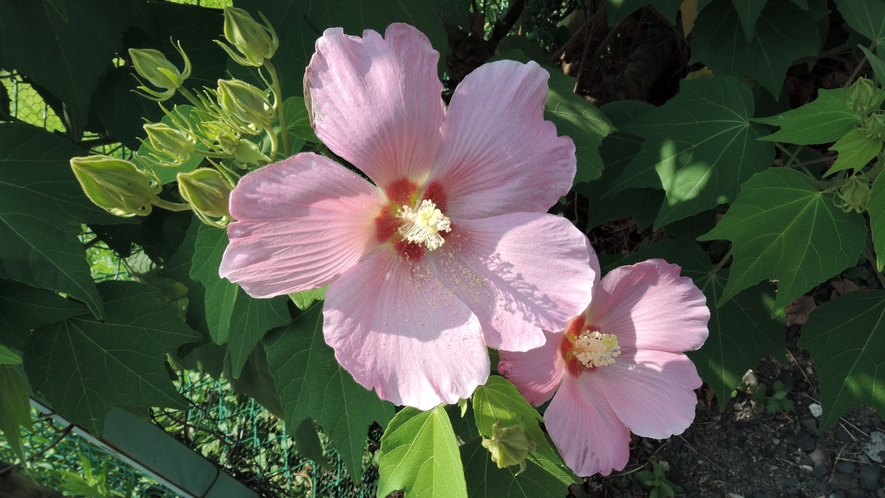 *【館内一例】玄関前にお花も咲いています