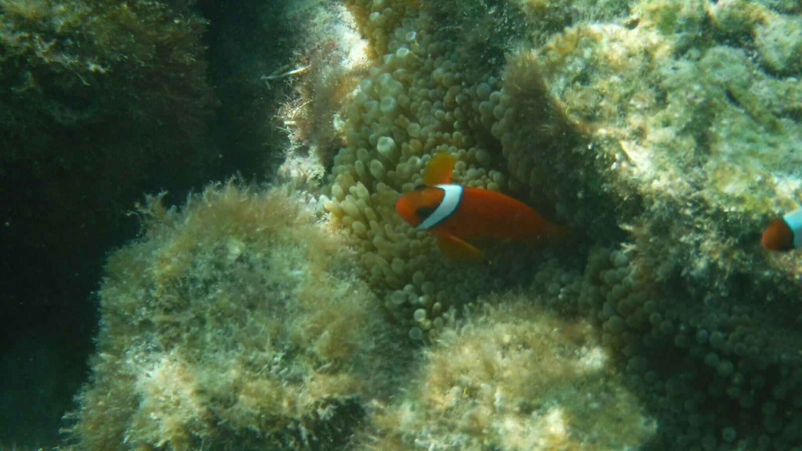 *【周辺】透明度も高く、綺麗な海では数多くの魚が生息しています。