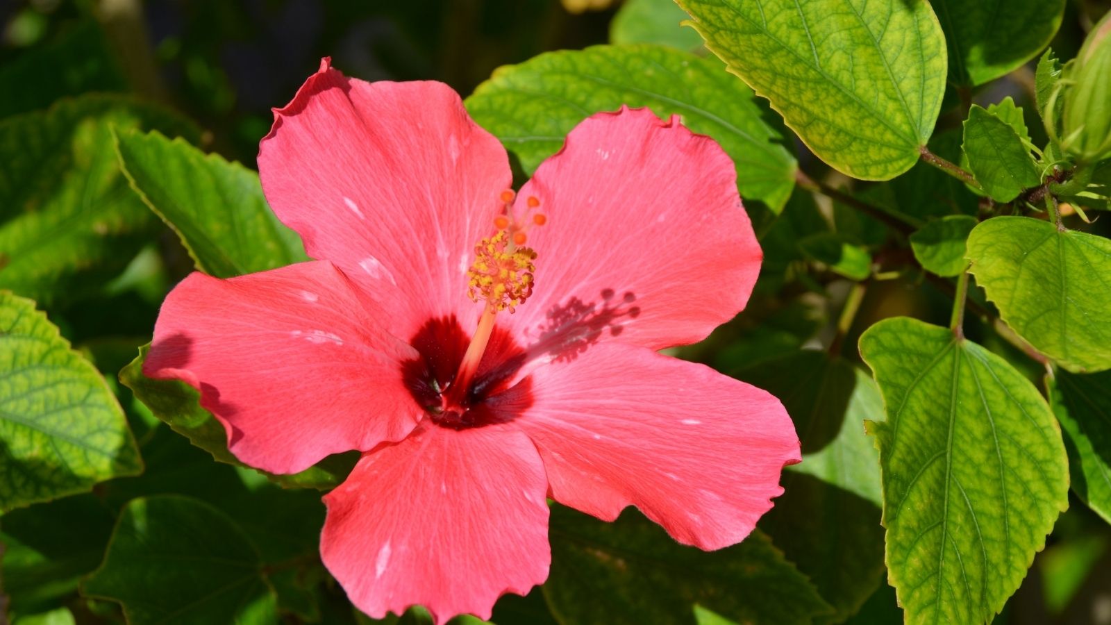 南国に咲くハイビスカス