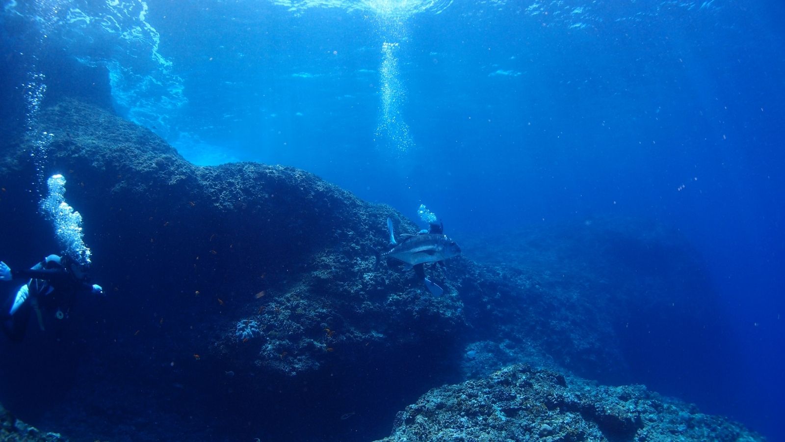色鮮やかな海の世界を