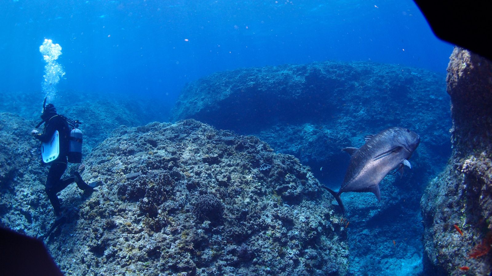 【青の世界へ】ダイビング体験プラン