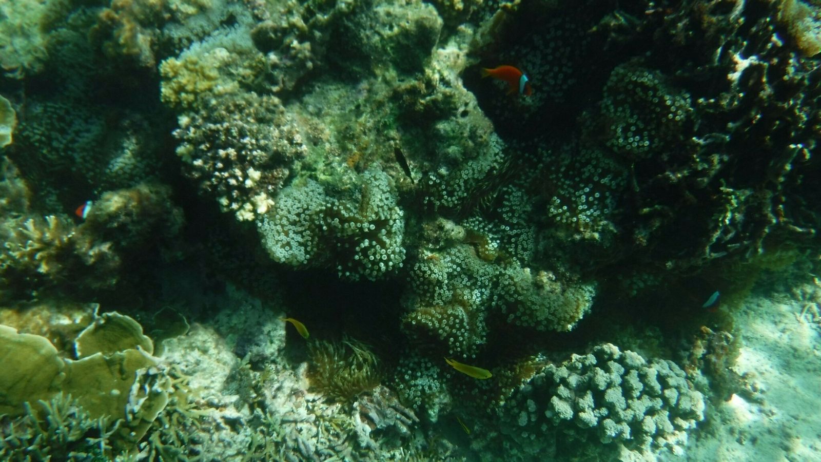 静かな海の中に、広がるサンゴの森。