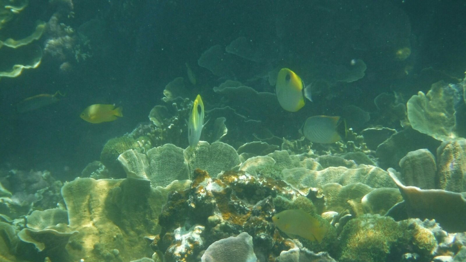 *【周辺】透明度も高く、綺麗な海では数多くの魚が生息しています。