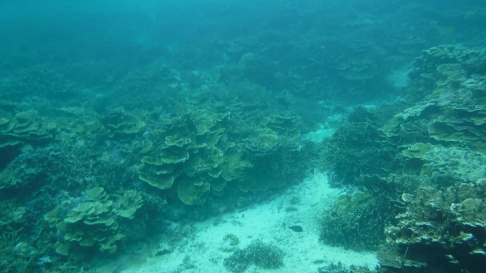 静かな海の中に、広がるサンゴの森。