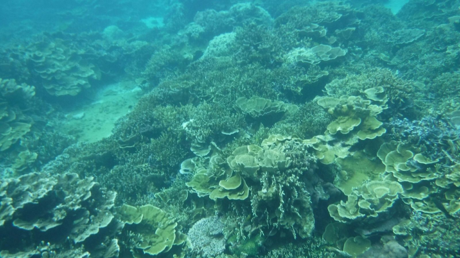静かな海の中に、広がるサンゴの森。