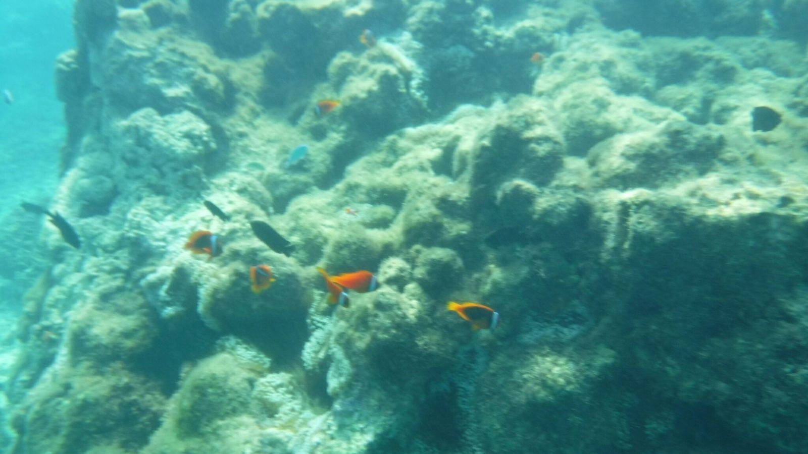 静かな海の中に、広がるサンゴの森。