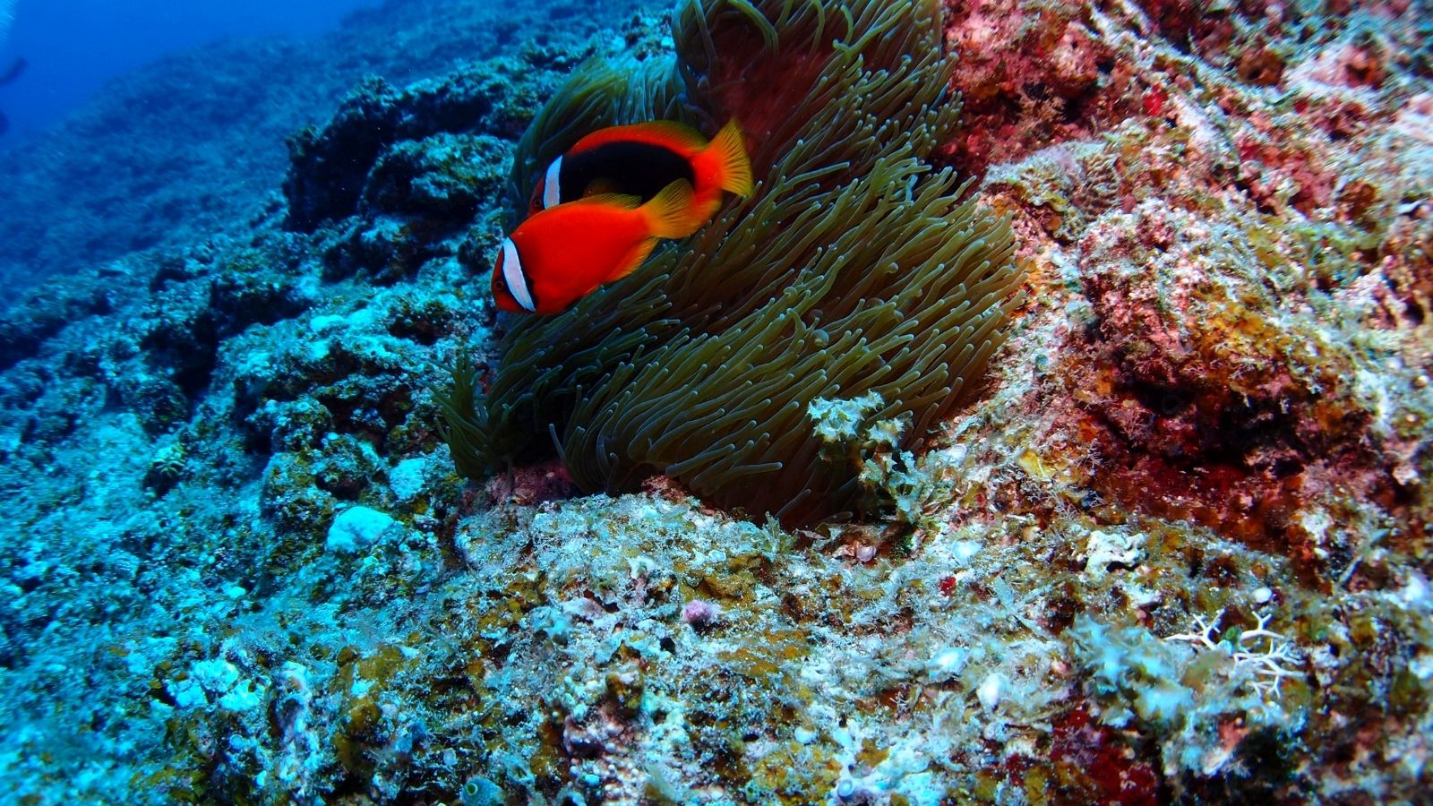 色鮮やかな海の世界を