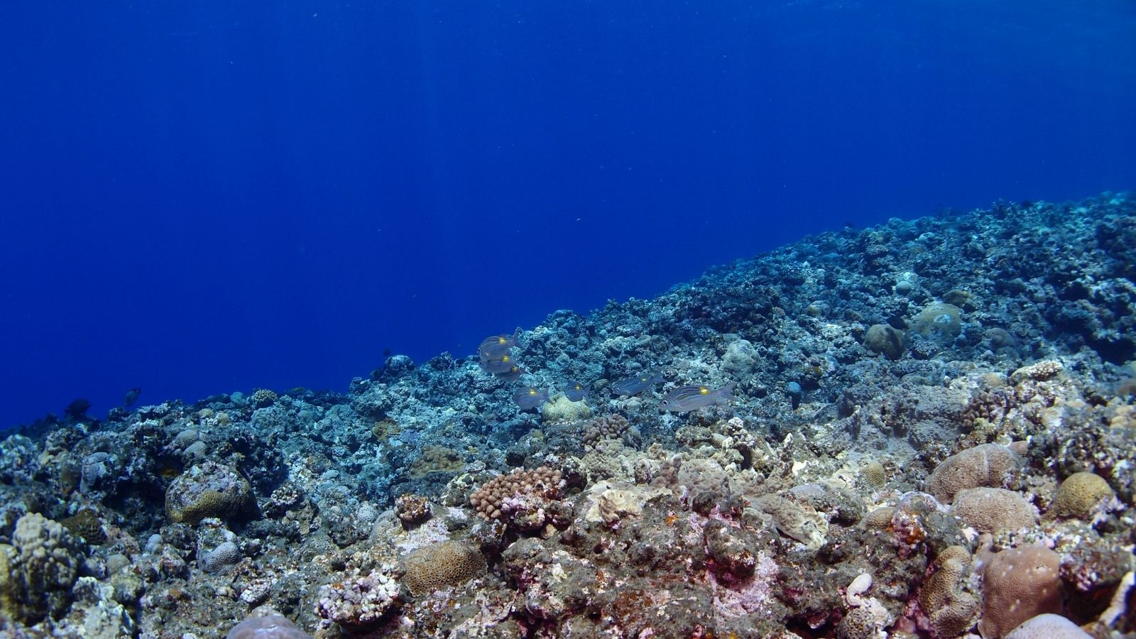 宮古ブルーのサンゴリーフ