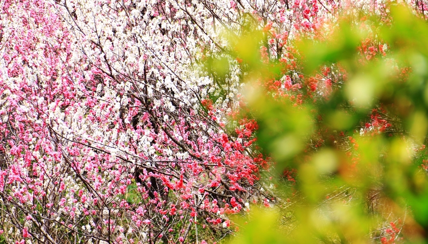 【花桃】当館周辺の景色