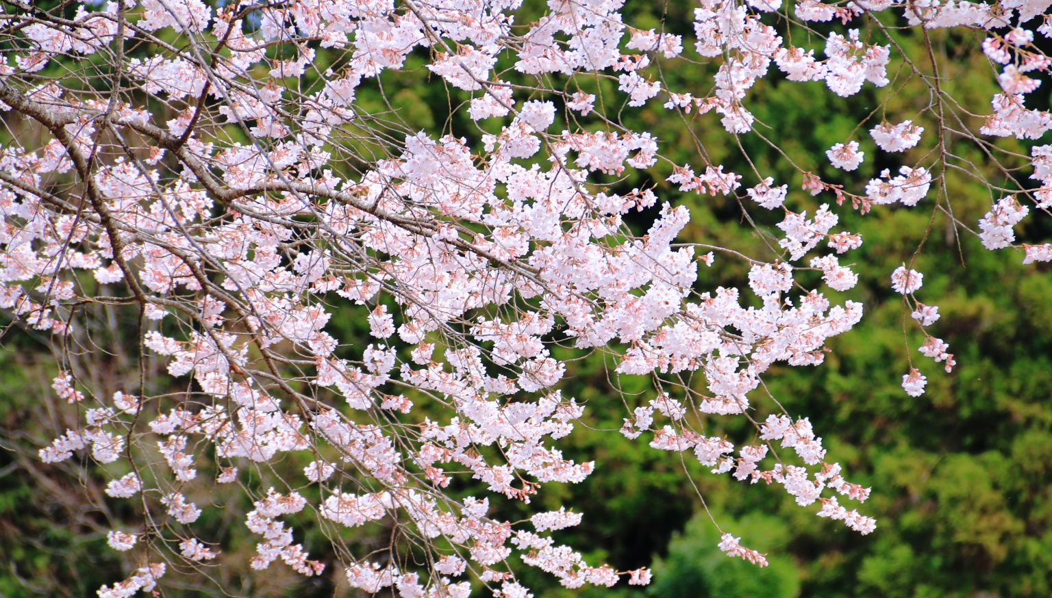 【桜】当館周辺の景色