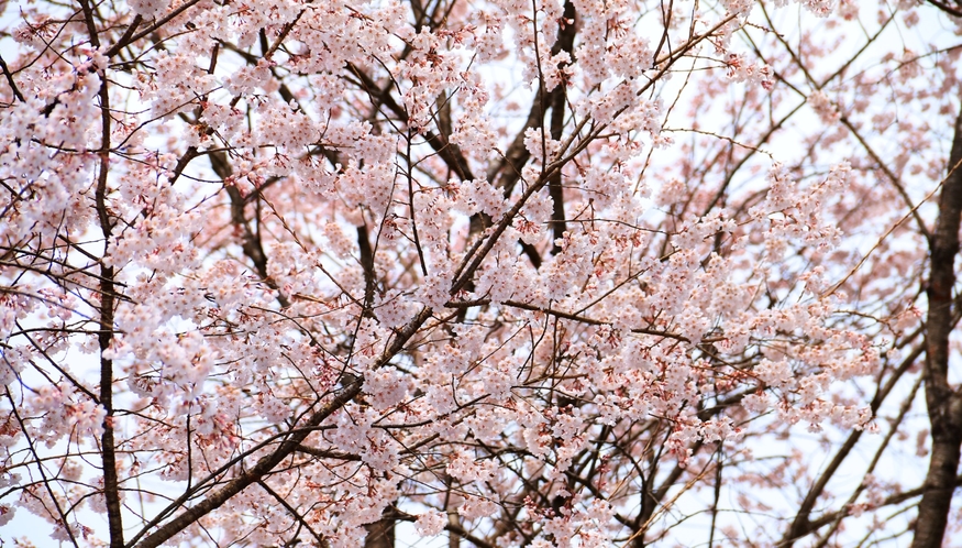 【桜】当館周辺の景色