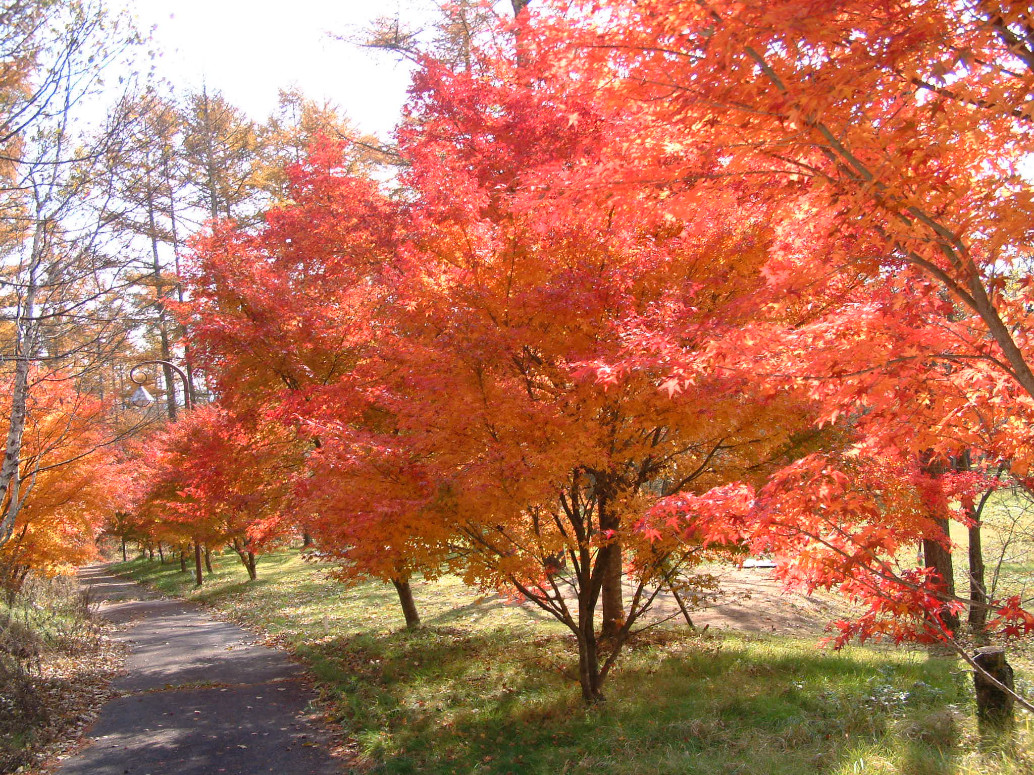 清里の森紅葉