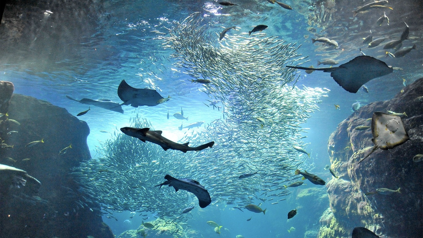 【新江ノ島水族館入館チケット付】幻想的な癒し空間で楽しむ湘南旅【朝食ビュッフェ無料】