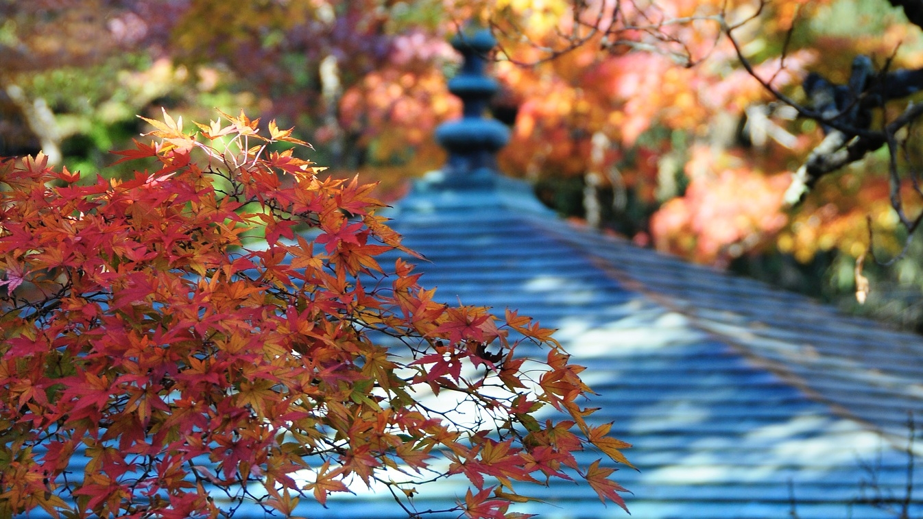 【一条恵観山荘入園チケット】色鮮やかな紅葉散策と花手水を楽しむ鎌倉時間【かながわ冬の魅力発見】