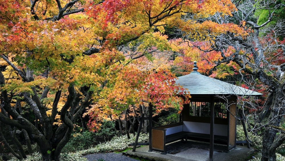 【一条恵観山荘入園チケット】色鮮やかな紅葉散策と花手水を楽しむ鎌倉時間【かながわ冬の魅力発見】