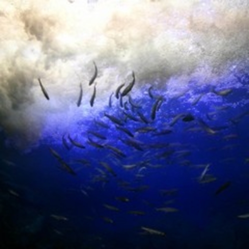 【楽天】北の大地・山の水族館