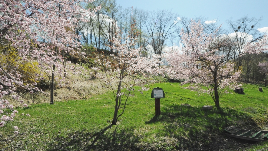*景色/当館の横には桜の木が広がっています！