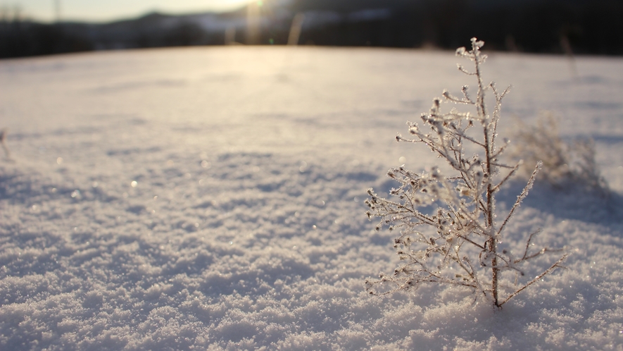 *景色/雪に反射する朝日が絶景です！
