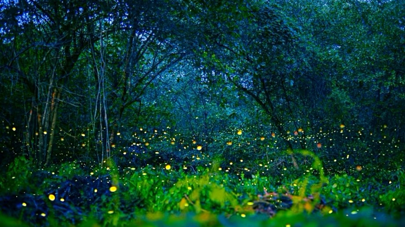 *【蛍鑑賞】イメージ