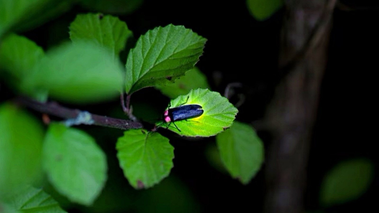 *【蛍鑑賞】イメージ