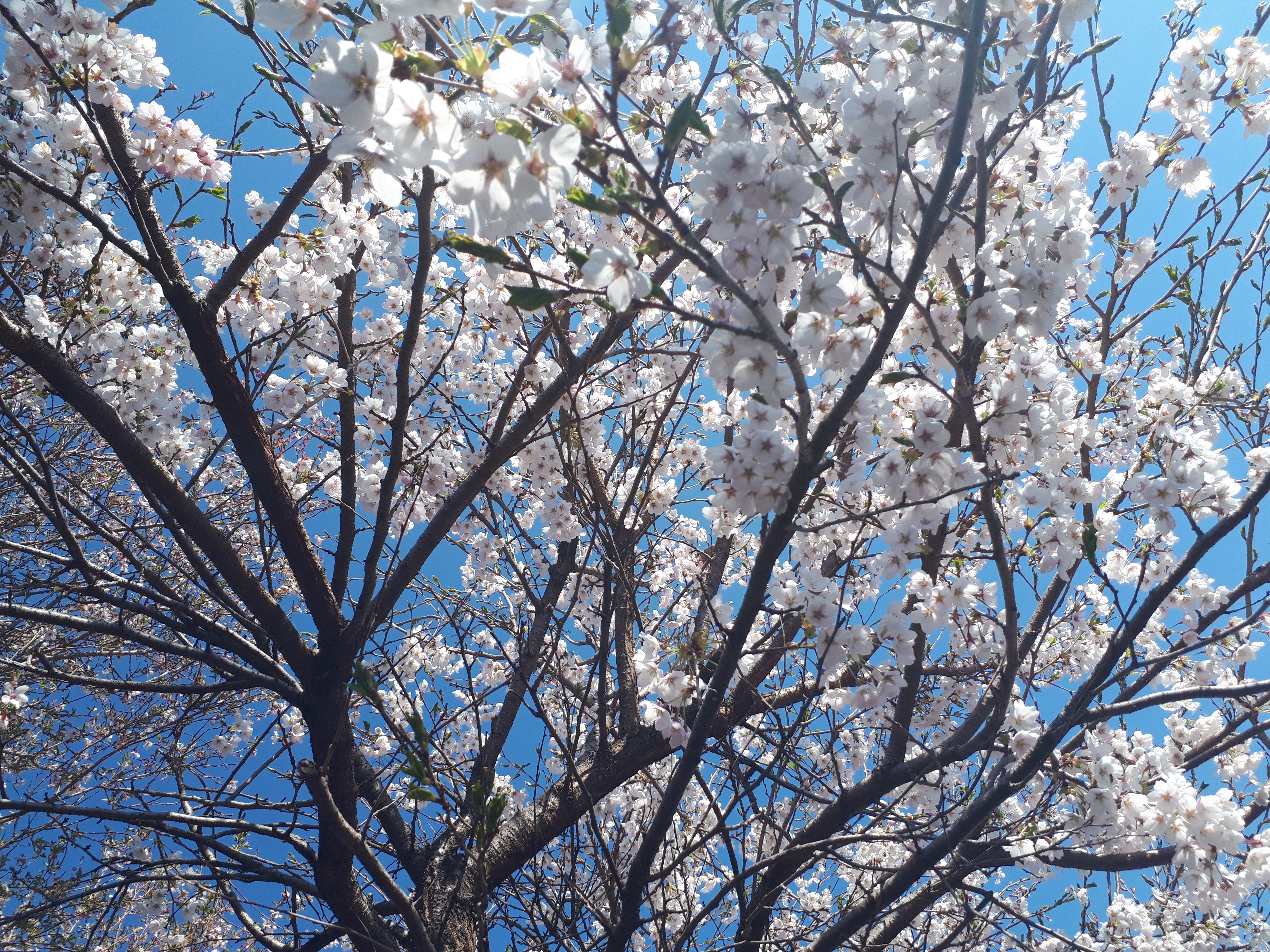 見上げる桜